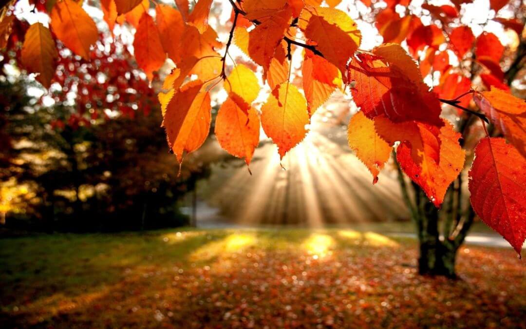 fall-leaves-wallpapers-for-desktop-1920x1200